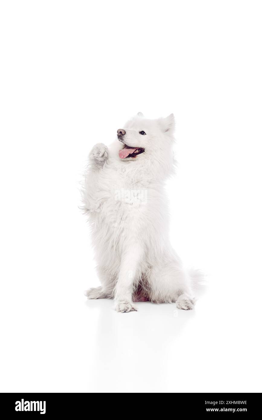 Pry Samoyed siede in posizione eretta con la zampa sollevata in alto, apparentemente con un gesto di saluto o chiedendo un trattamento su sfondo bianco studio. Foto Stock