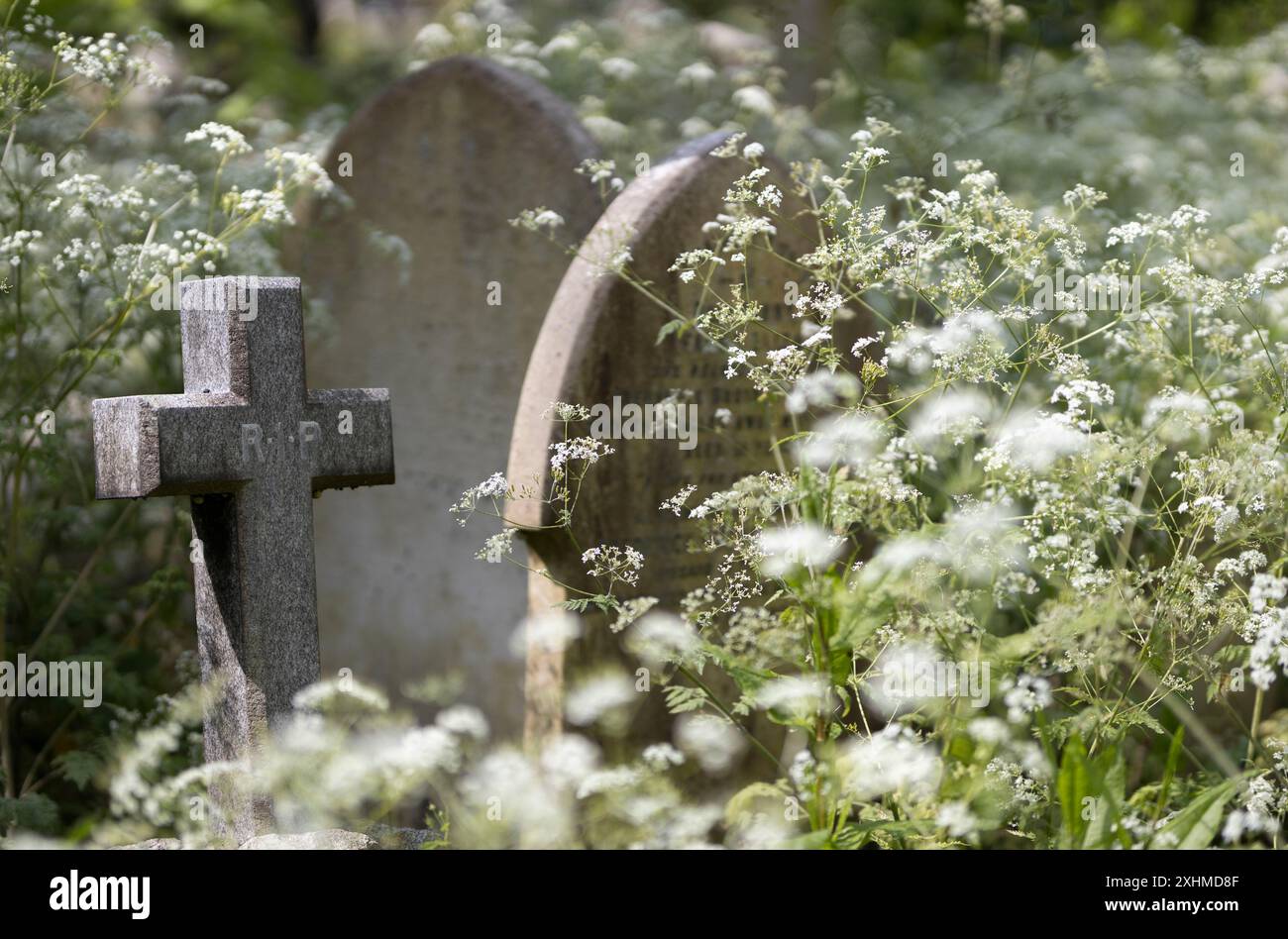 Una croce di pietra e due pietre tombali circondate da prezzemolo di mucca. Highgate Cemetery, Londra, Regno Unito Foto Stock