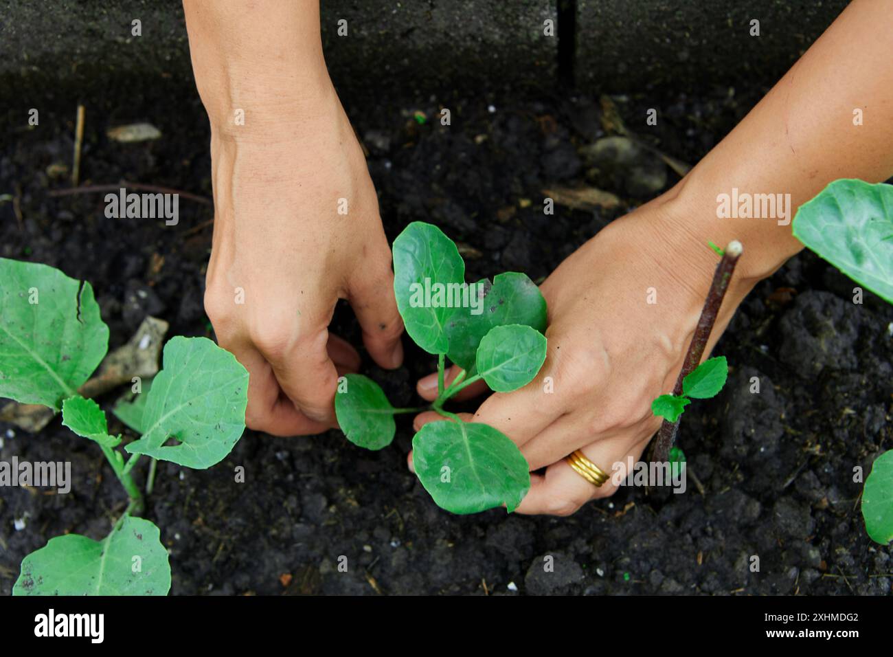 La mano corta di donna si occupa della piantagione di cavoli nell'orto Foto Stock
