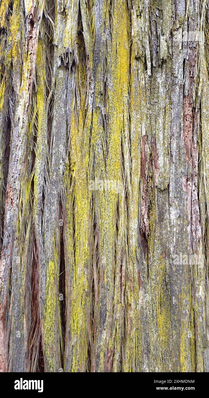 Lichene giallo su strisce di corteccia ruvida di un albero di blackbutt (Eucalyptus pilularis) Foto Stock