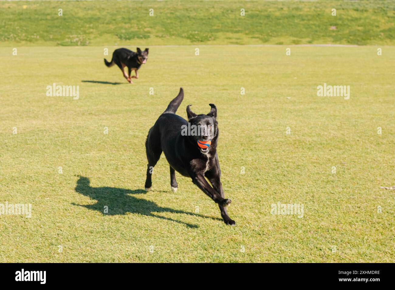 Due cani che giocano nel parco erboso, labrador con la palla in bocca Foto Stock