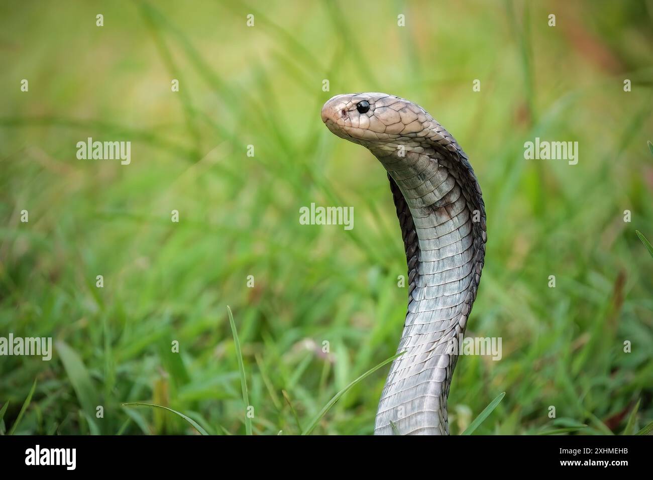 Naja sputatrix posizione difensiva sull'erba verde Foto Stock