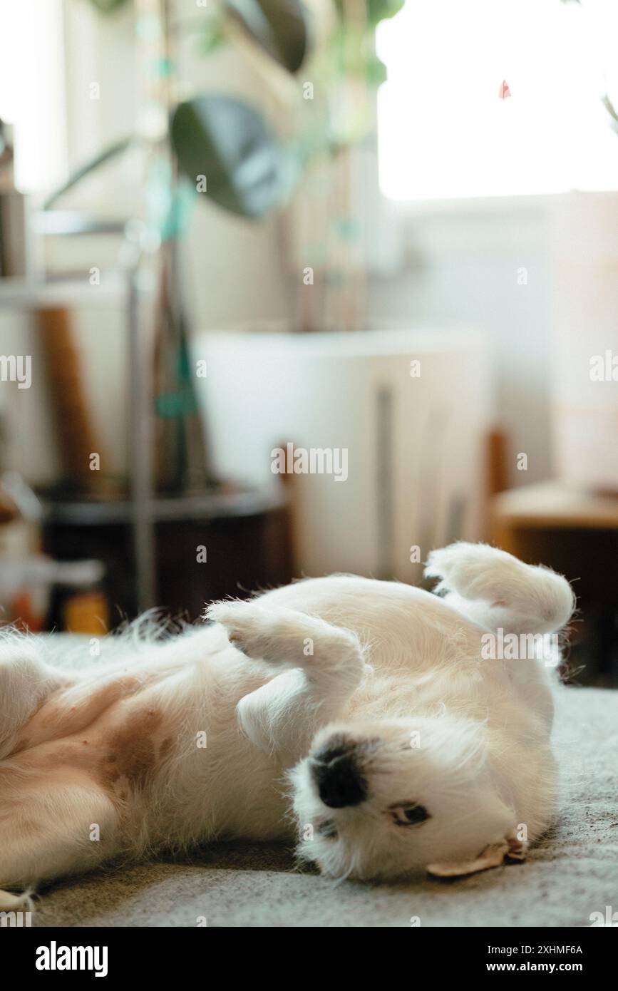 Piccolo cane di soccorso bianco disteso sulla schiena all'interno Foto Stock