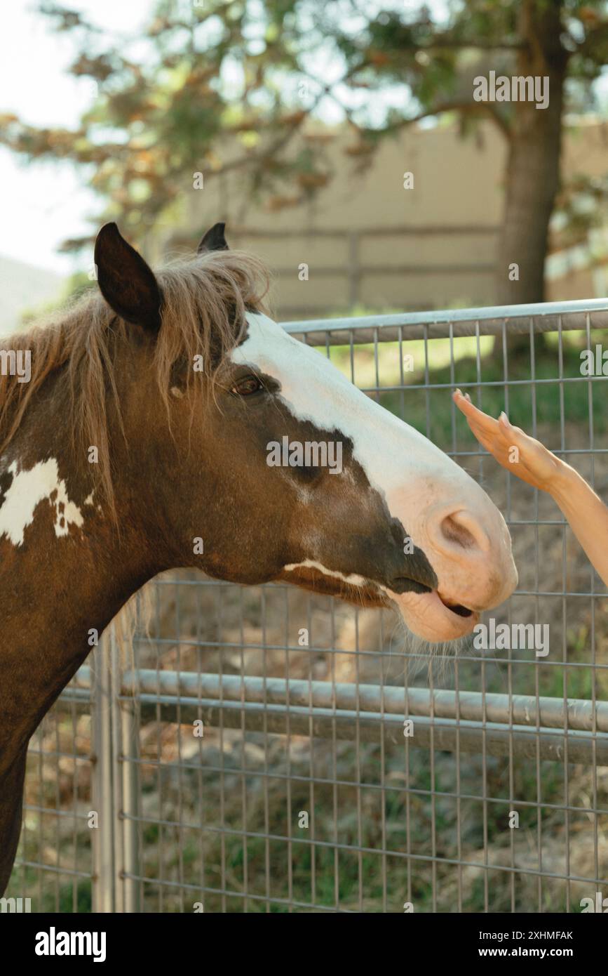 Persona che raggiunge un cavallo marrone e bianco. Foto Stock