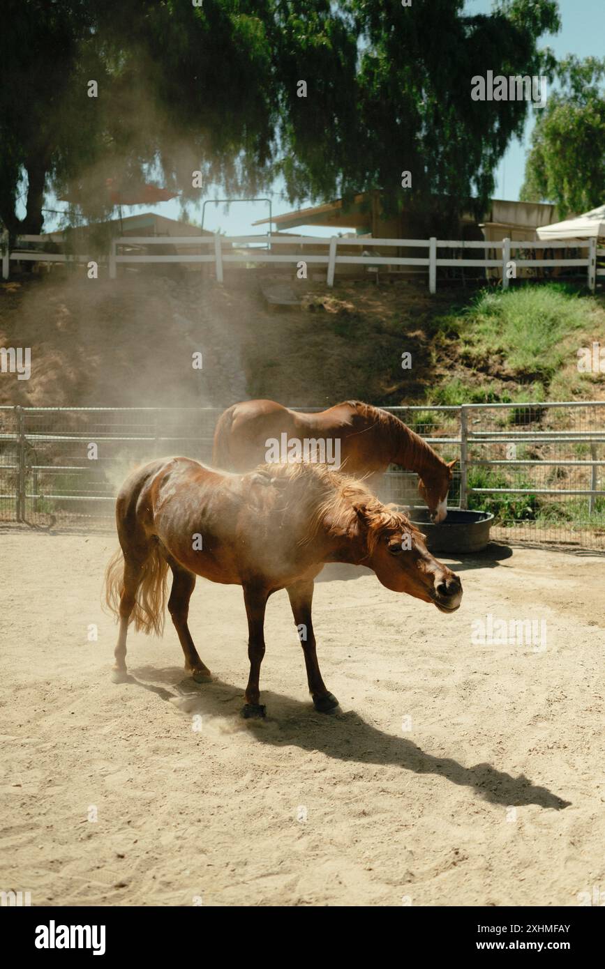 Il cavallo scuote la polvere in un paddock di sabbia. Foto Stock