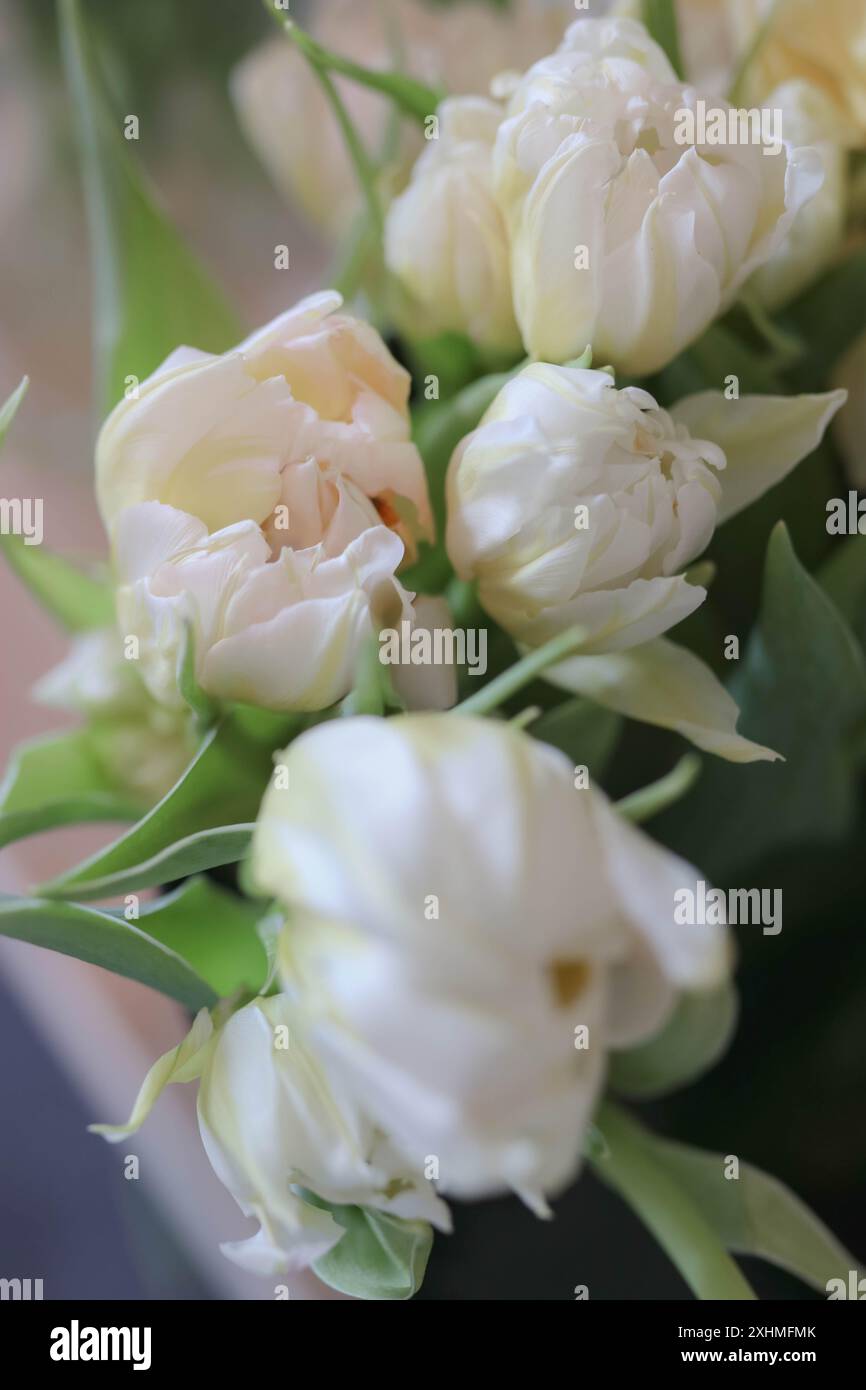 Primo piano, tulipani Peony doppi in Creamy White Foto Stock