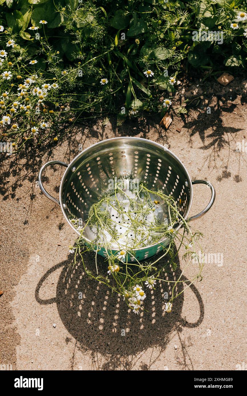 La camomilla appena raccolta si trova in un colino blu accanto al giardino sul retro Foto Stock