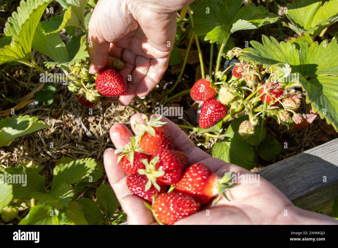 Raccolta manuale di fragole mature da una pianta da giardino Foto Stock