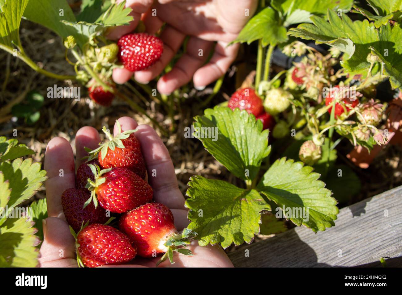 Le mani raccolgono fragole fresche in giardino Foto Stock