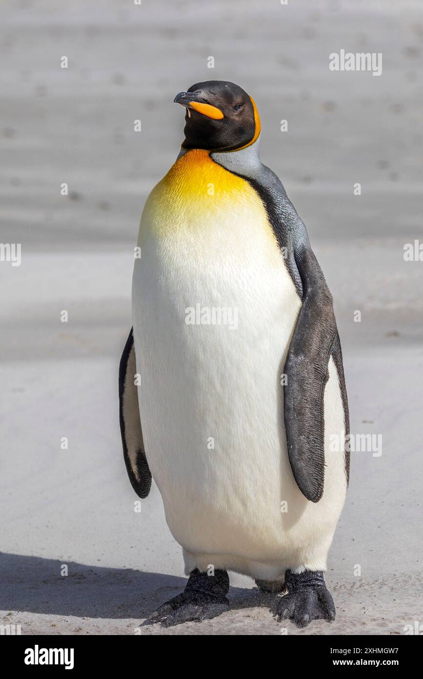 King Penguin, Saunders Island, Falkland Islands, domenica 3 dicembre, 2023. foto: David Rowland / One-Image.com Foto Stock