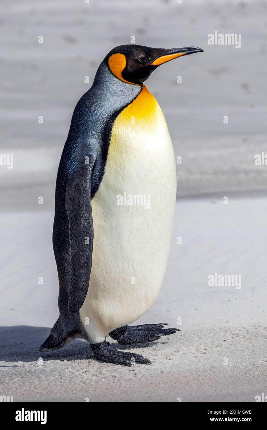 King Penguin, Saunders Island, Falkland Islands, domenica 3 dicembre, 2023. foto: David Rowland / One-Image.com Foto Stock