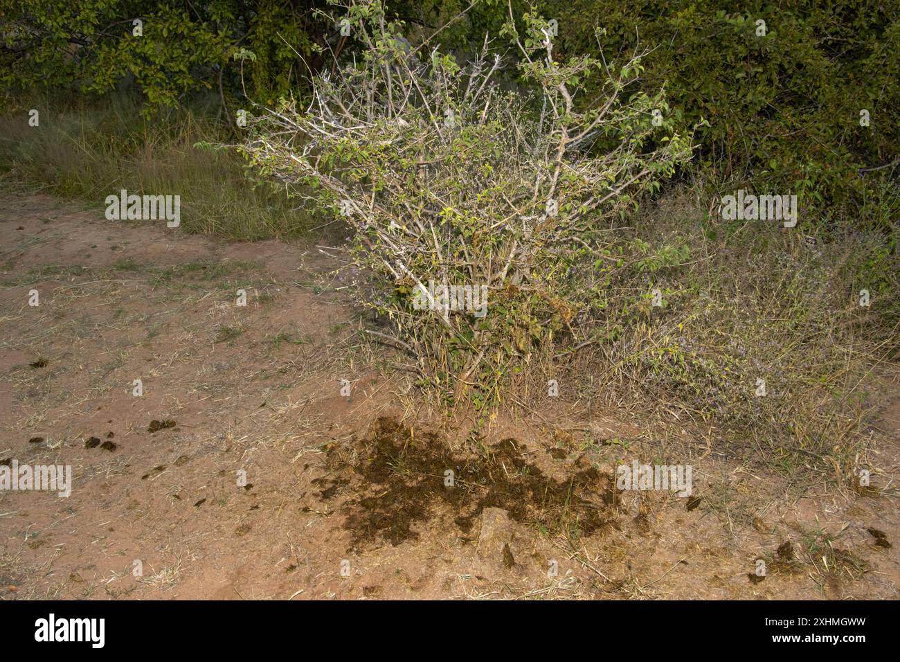 L'ippopotamo maschile lascia il letame sparso su cespugli e rocce come marcatori territoriali quando girovagano per nutrirsi di notte. Questi aiutano a evitare conflitti Foto Stock