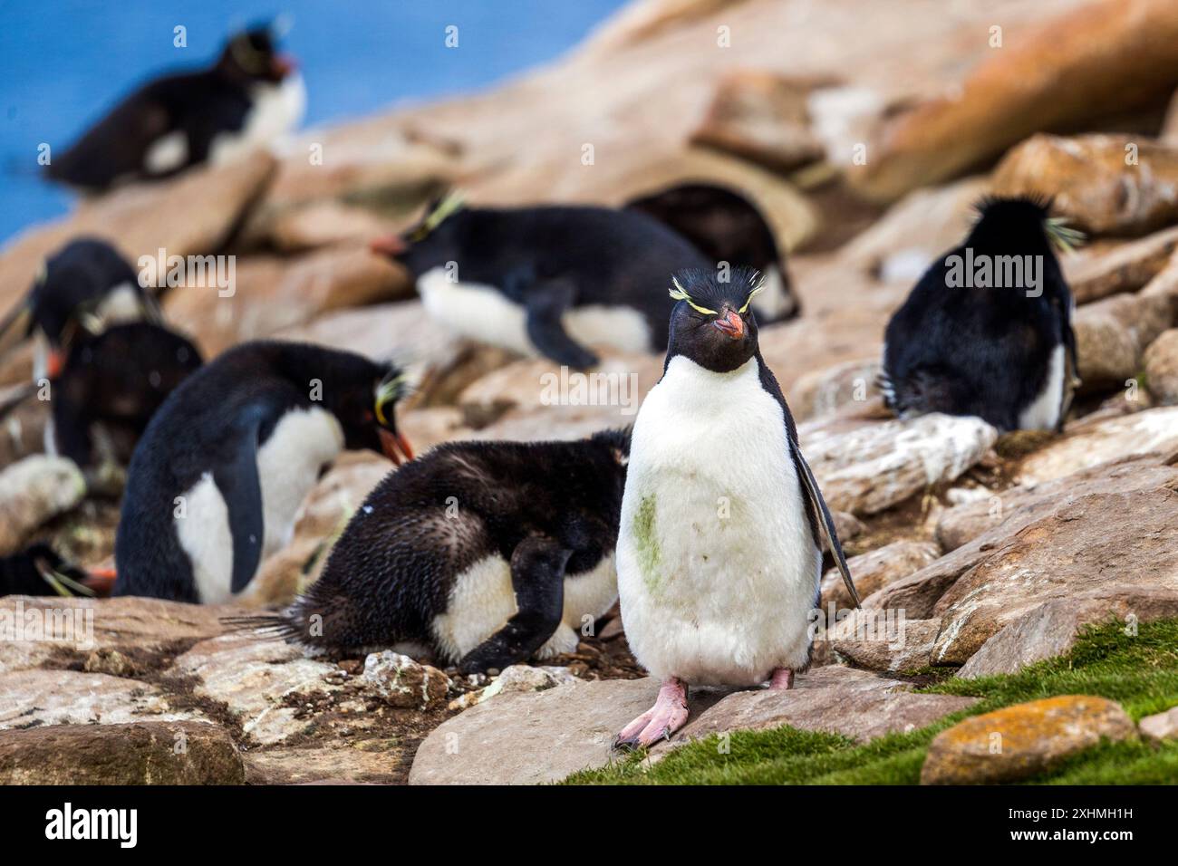 Pinguino Rockhopper, Saunders Island, Isole Falkland, domenica 3 dicembre, 2023. foto: David Rowland / One-Image.com Foto Stock