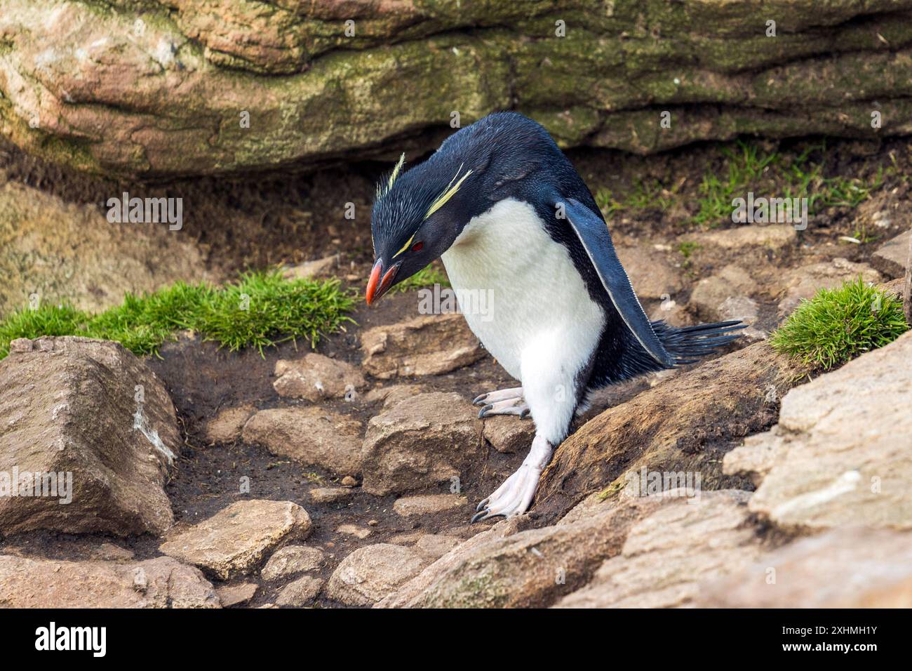 Pinguino Rockhopper, Saunders Island, Isole Falkland, domenica 3 dicembre, 2023. foto: David Rowland / One-Image.com Foto Stock