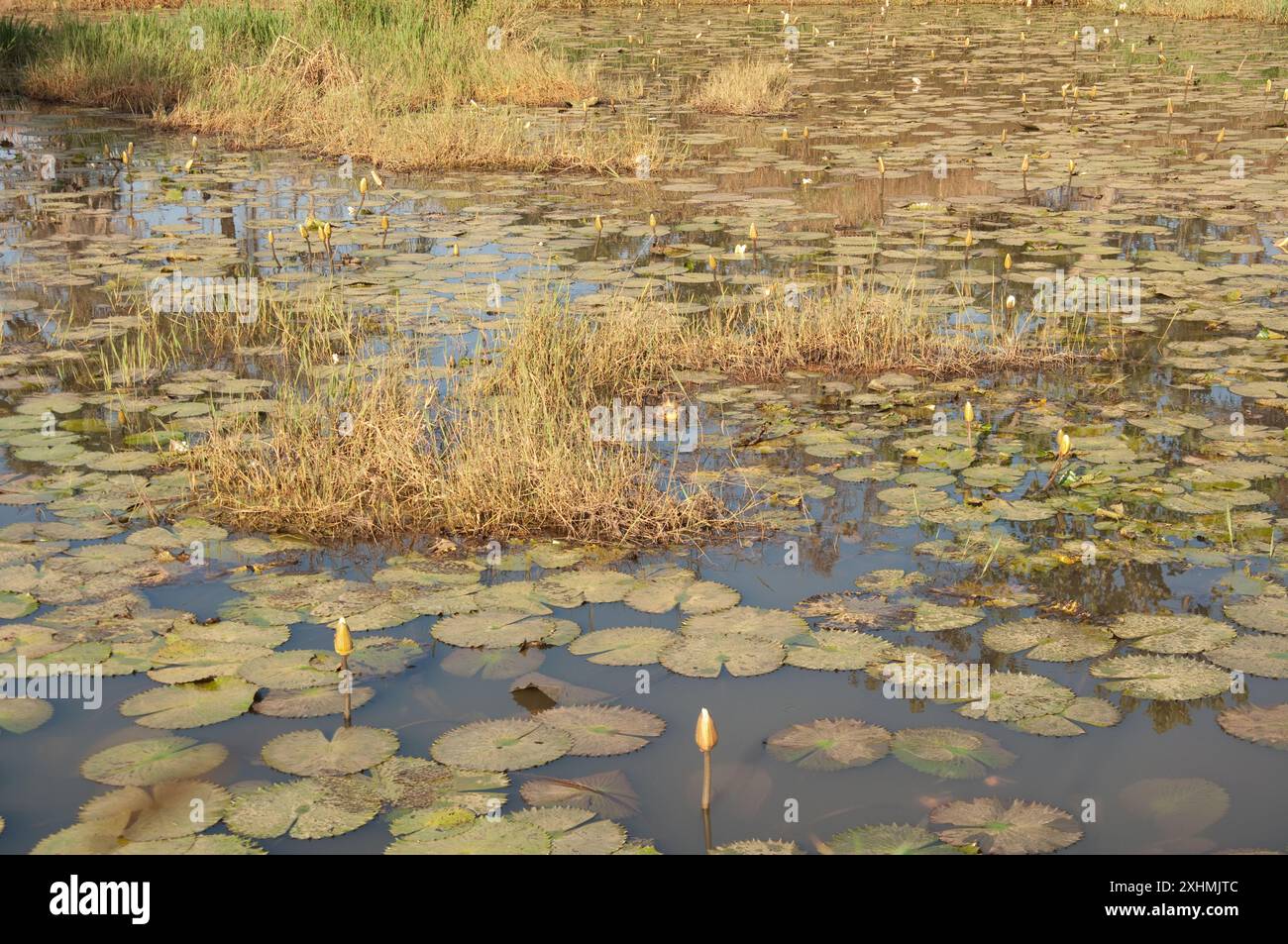 Fish Farm Pond, Stato di Kaduna, Nigeria - stagno in cui i pesci gatto sono allevati in un allevamento ittico. Ninfee sullo stagno (in gemma). Foto Stock