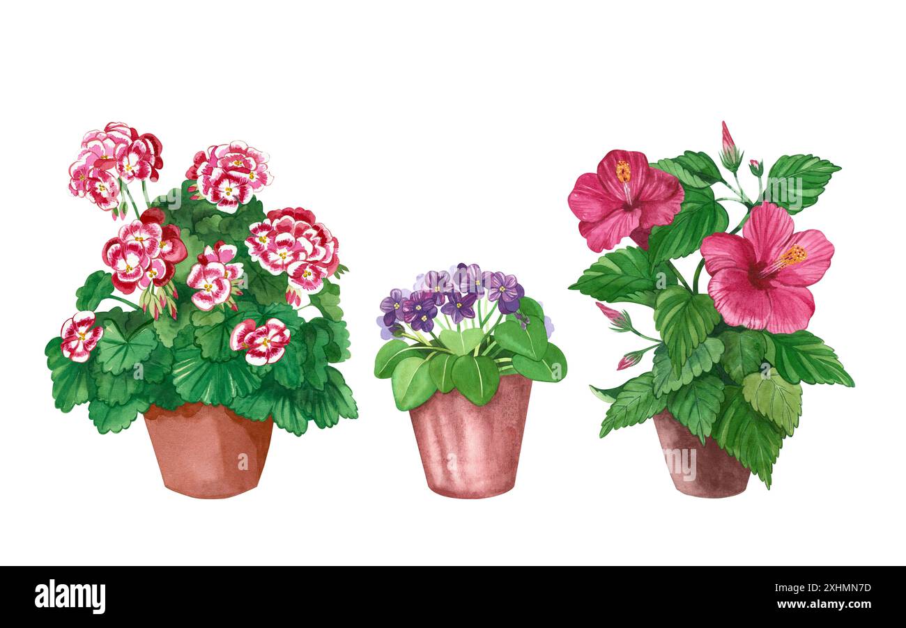 Set di fiori da interno. Hibiscus, geranio reale, viola in pentole marroni. Tutti gli oggetti sono dipinti a mano con acquerelli. Per la stampa su confezioni di semi. Foto Stock