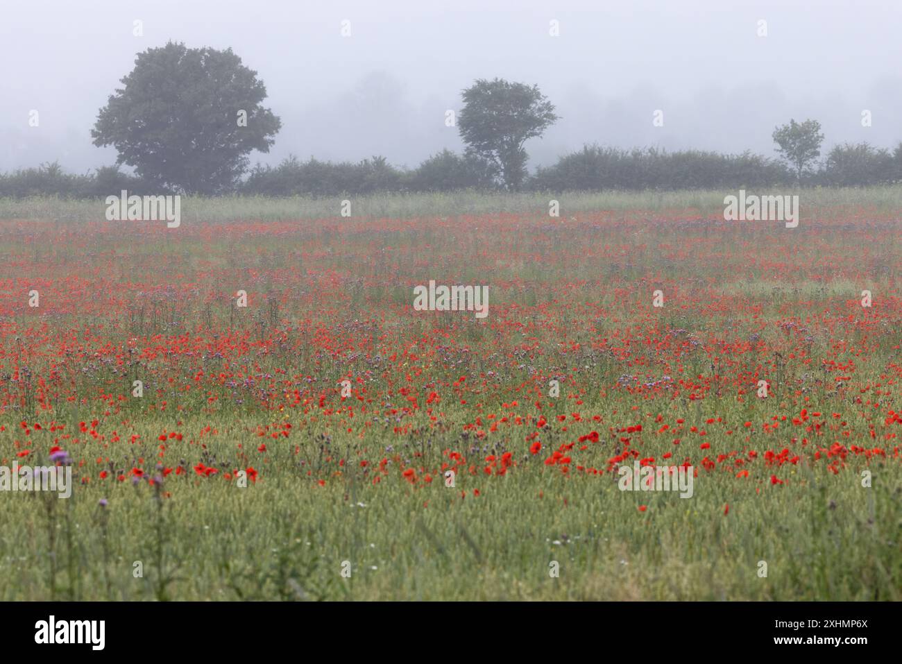 Norfolk Countryside Flitcham Common Poppy (Papaver rhoeas) luglio 2024 Foto Stock