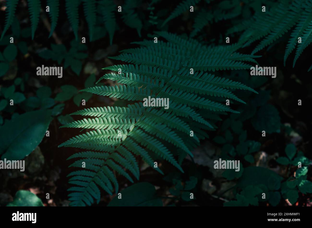 Fern lascia primo piano. Foglie di felce verde scuro su sfondo sfocato. Paesaggio forestale naturale Foto Stock