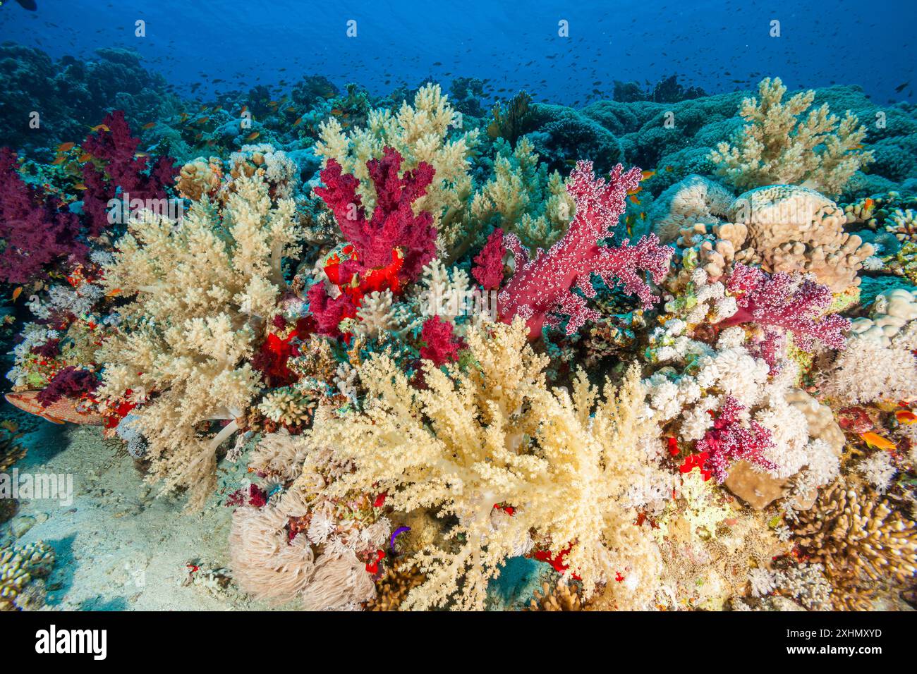 Egitto, Sharm El Sheikh, Alcyonacea - corallo molle - Alcyonarian (Dendronephthya, sp.) Foto Stock