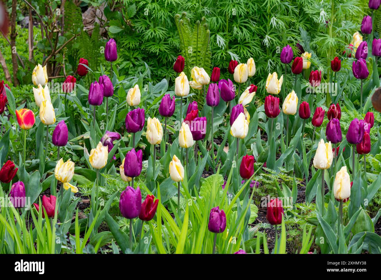 Miscela di tulipani gialli, viola e rossi, tarda primavera in fiore in un giardino gallese. Foto Stock