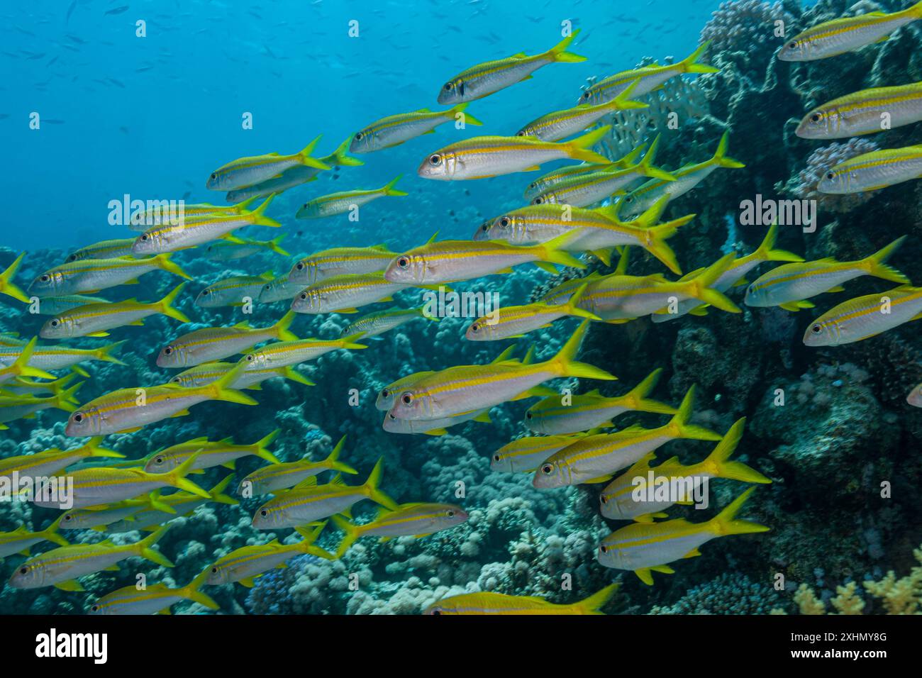 Egitto, Sharm El Sheikh, pesce di capra Yellowfin (Mulloidichthys vanicolensis) Foto Stock