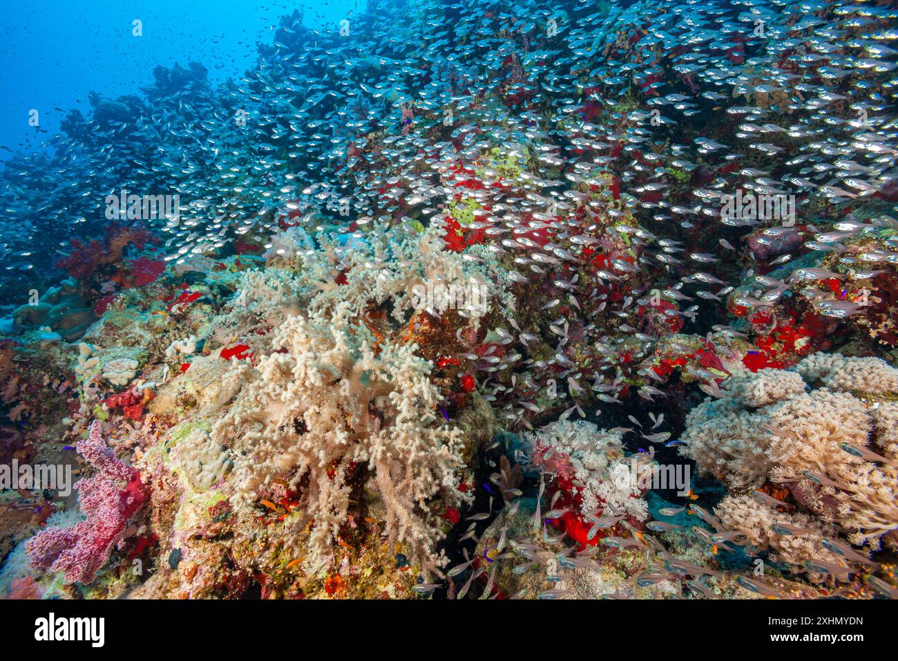 Egitto, Sharm El Sheikh, Pigmy Sweeper (Parapriacanthus ransonneti), Glassfish Foto Stock