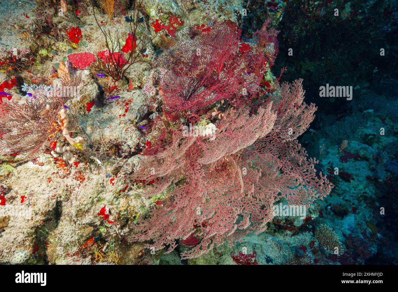 Egitto, Sharm El Sheikh, gorgoniana Foto Stock