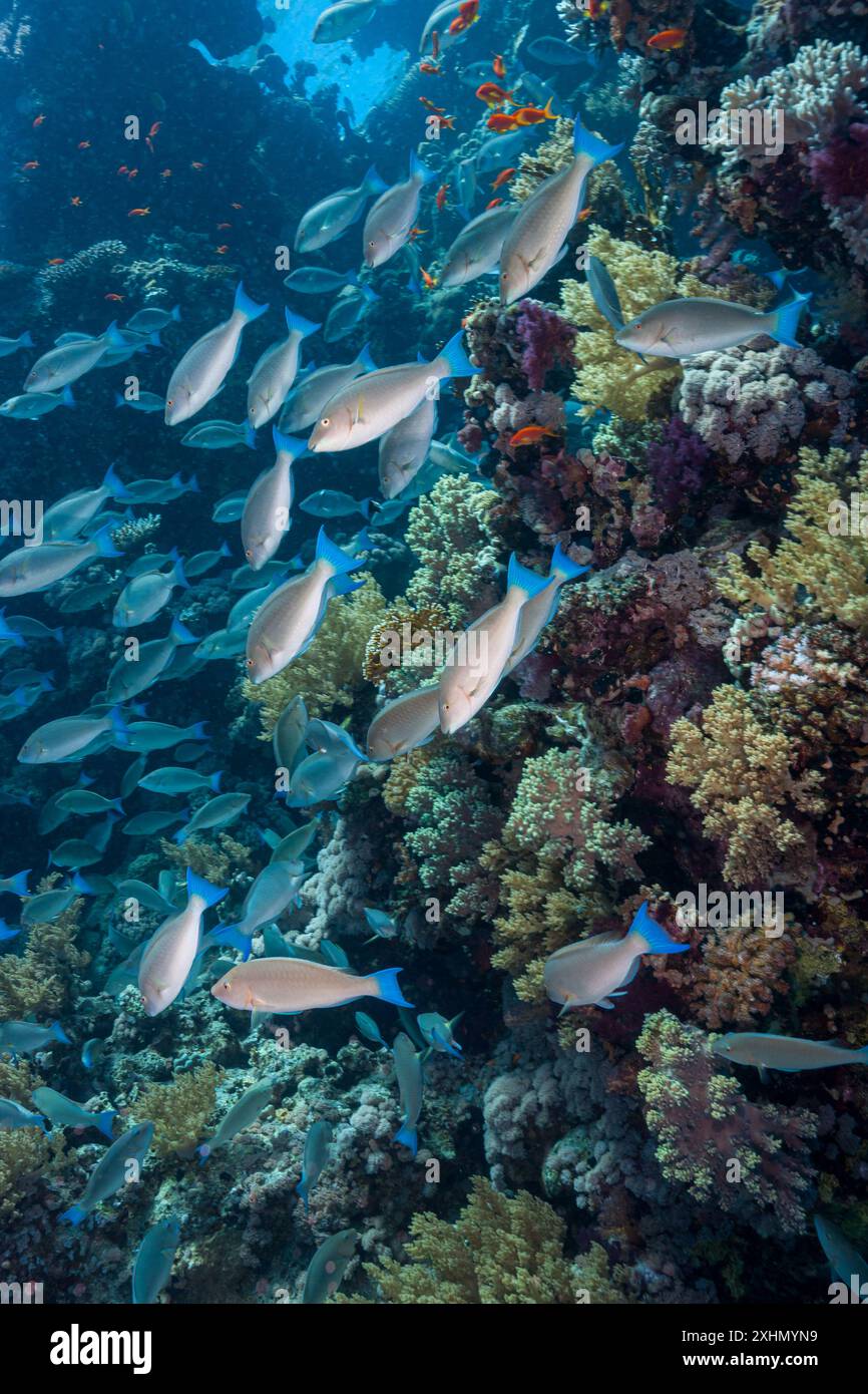 Egitto, Sharm El Sheikh, nube di pesci Foto Stock