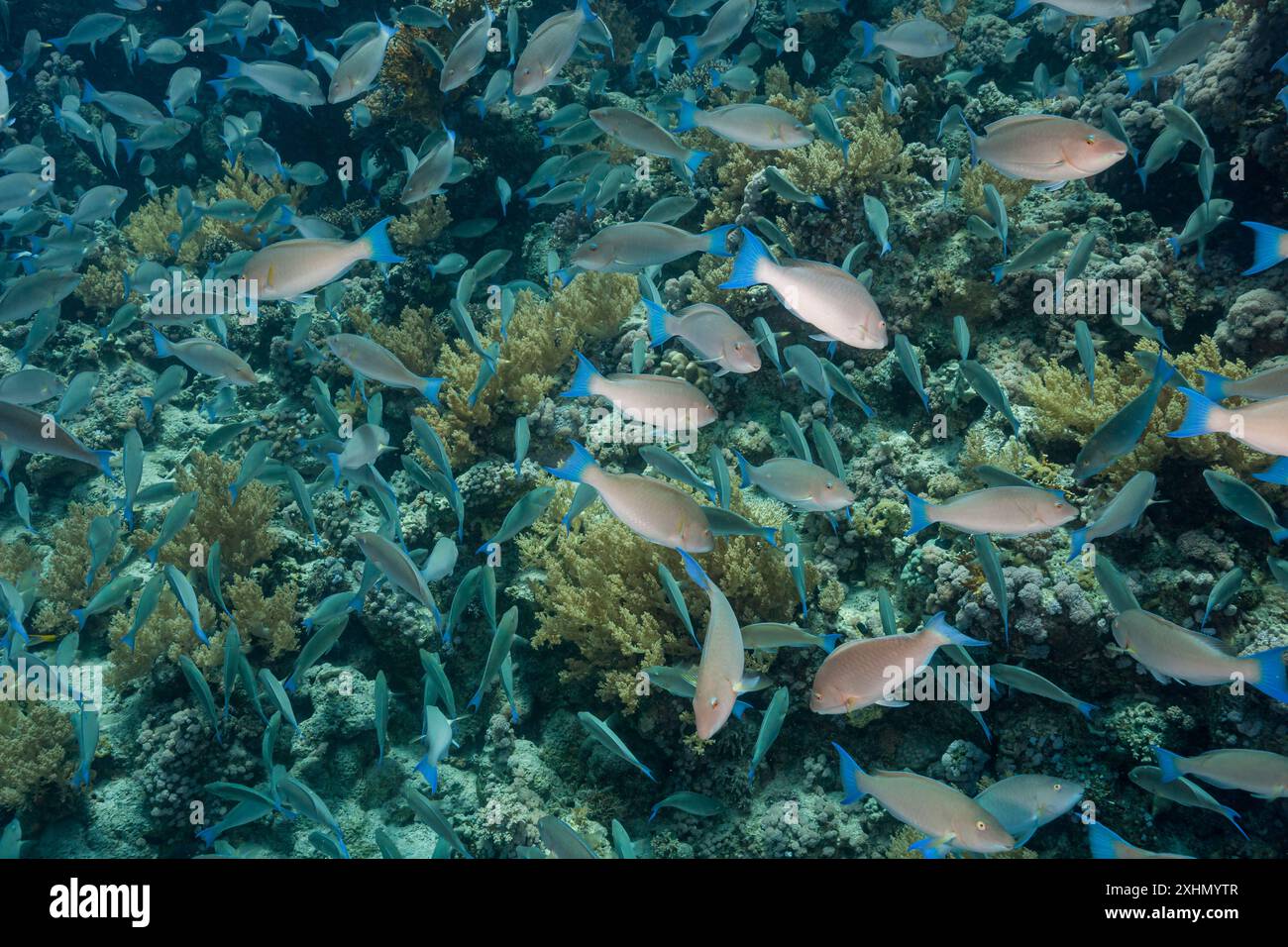 Egitto, Sharm El Sheikh, nube di pesci Foto Stock