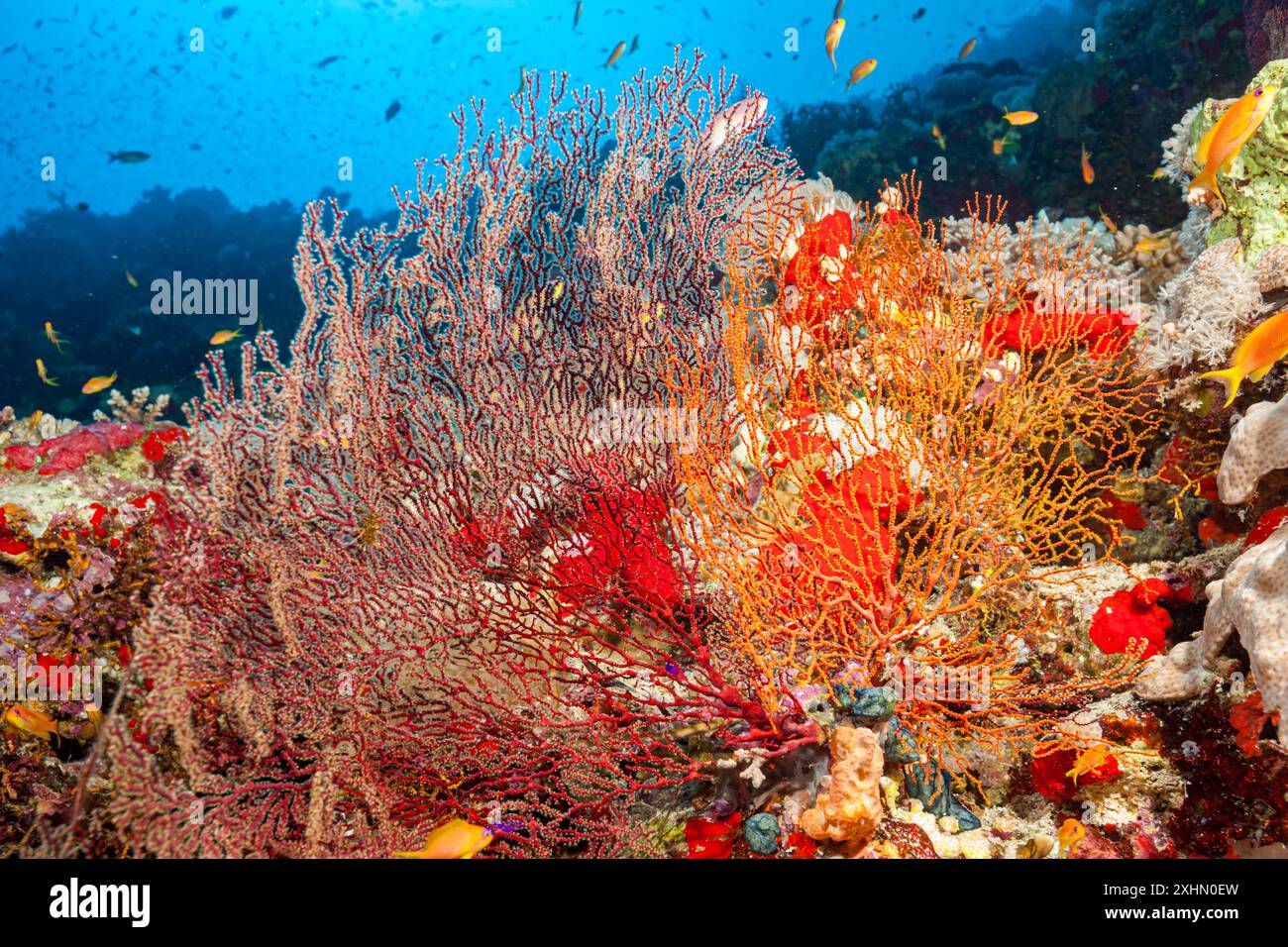 Egitto, Sharm El Sheikh, gorgoniana Foto Stock