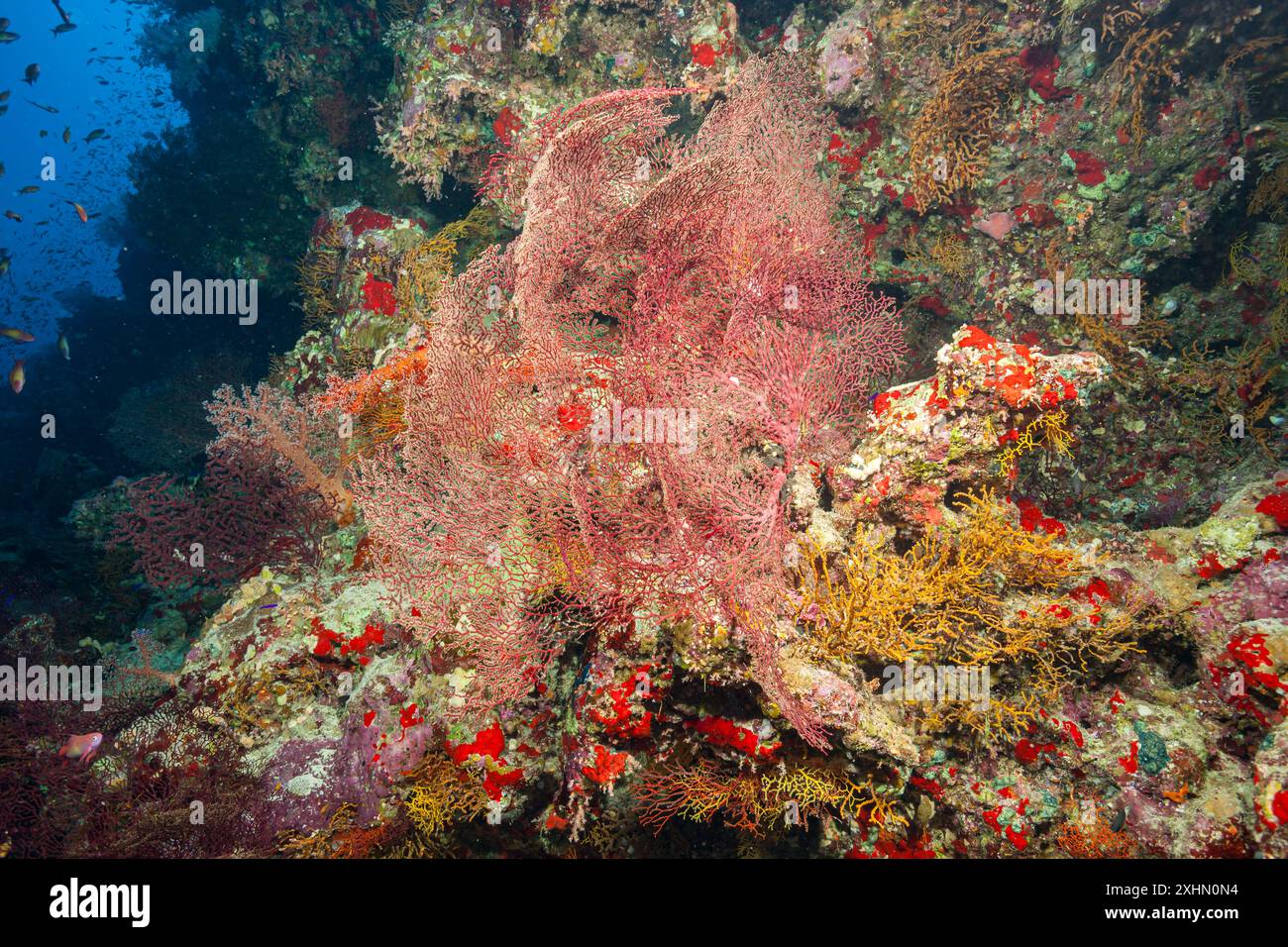 Egitto, Sharm El Sheikh, barriera corallina Foto Stock