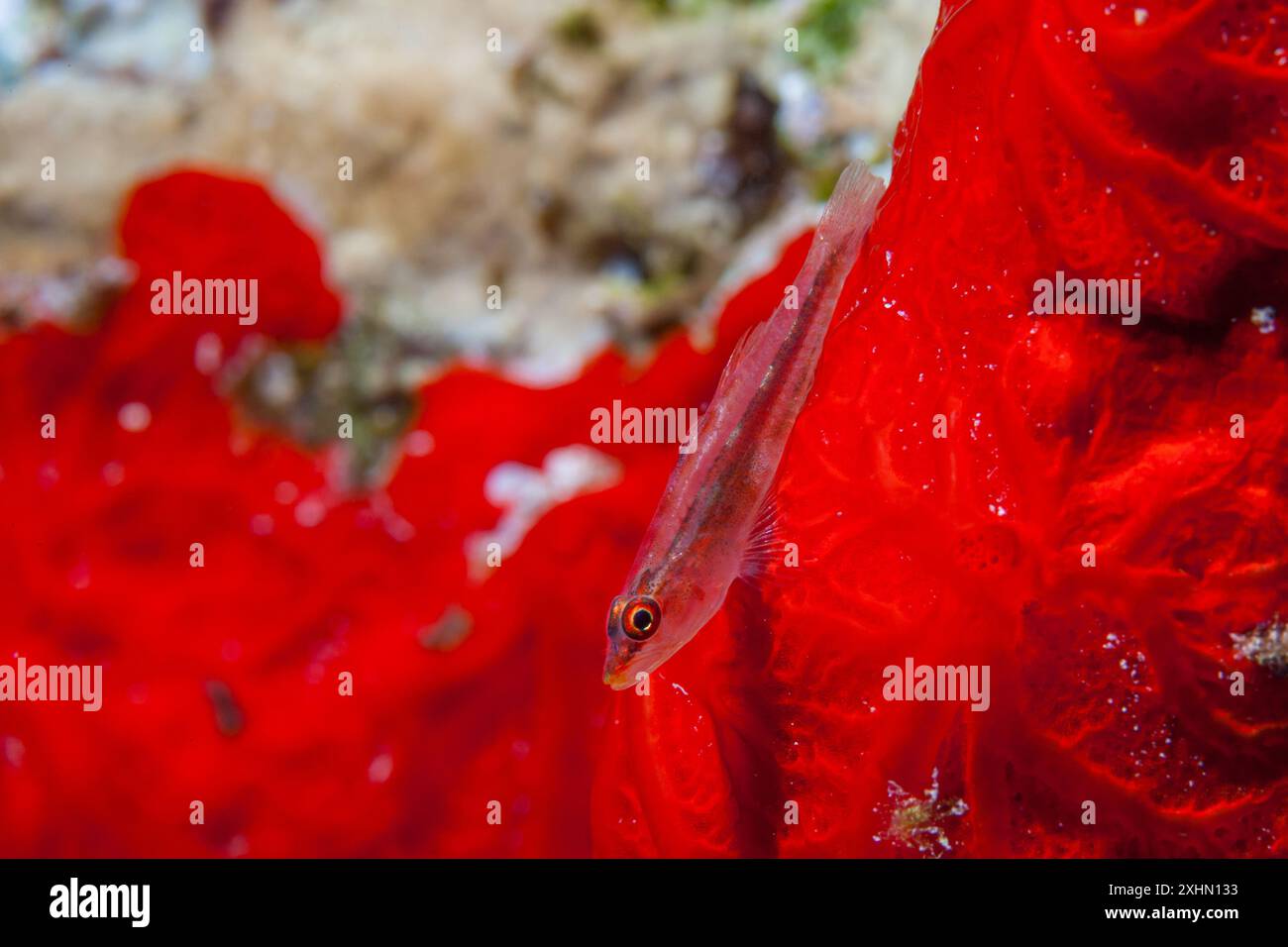 Egitto, Sharm El Sheikh, Goby trasparente Foto Stock