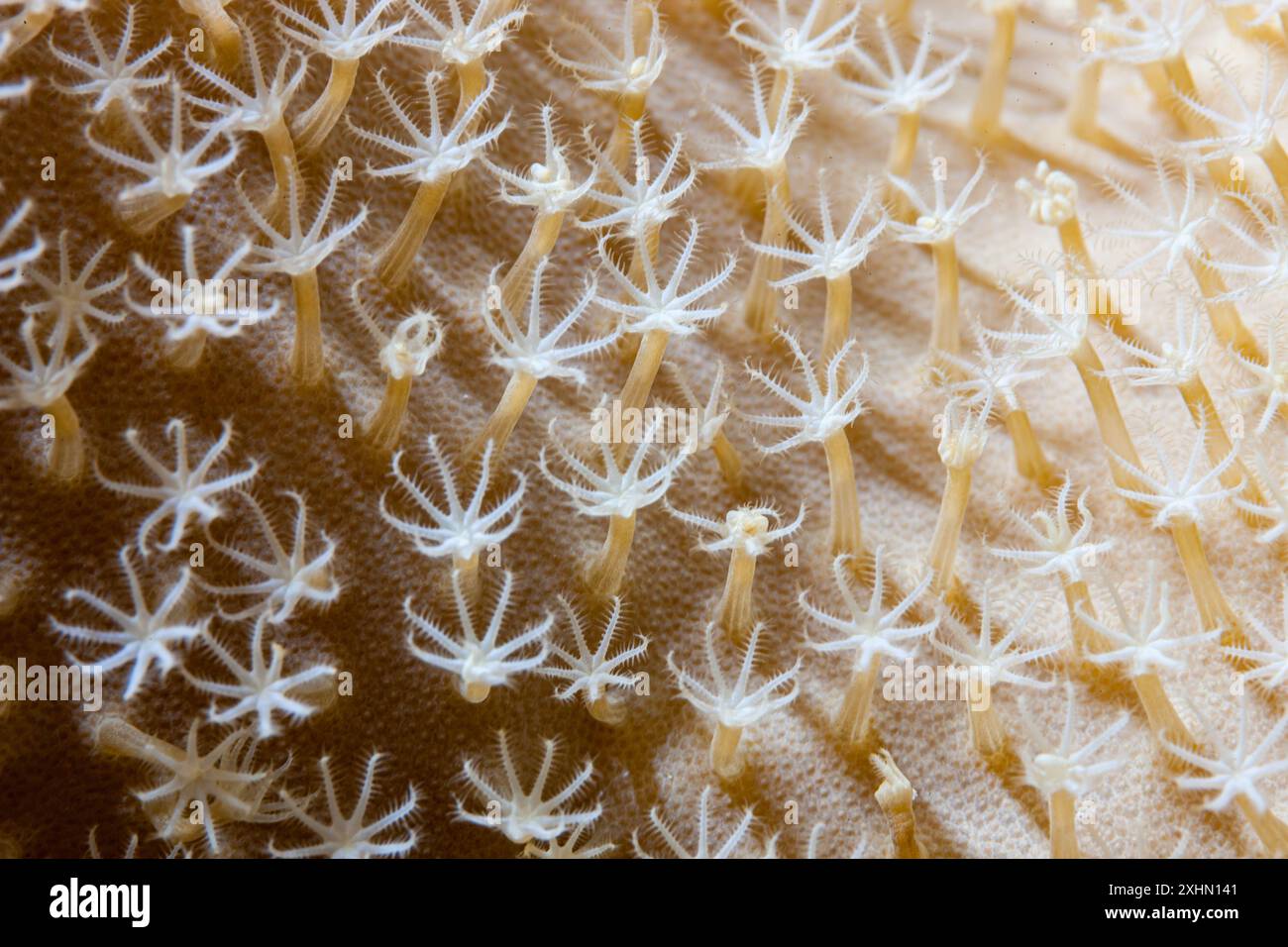 Egitto, Sharm El Sheikh, dettaglio corallo Foto Stock