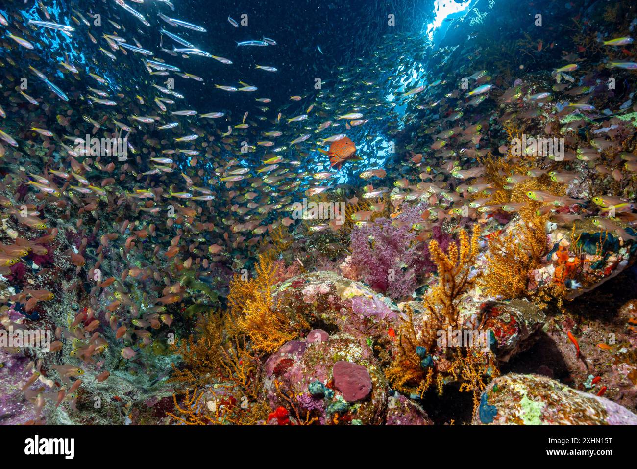 Egitto, Sharm El Sheikh, pesce di vetro o spazzatrici, Parapriacanthus ransonneti Foto Stock