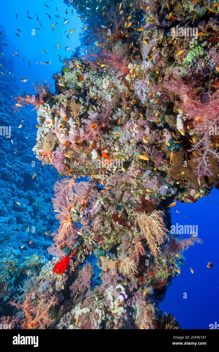 Egitto, Sharm El Sheikh, barriera corallina Foto Stock