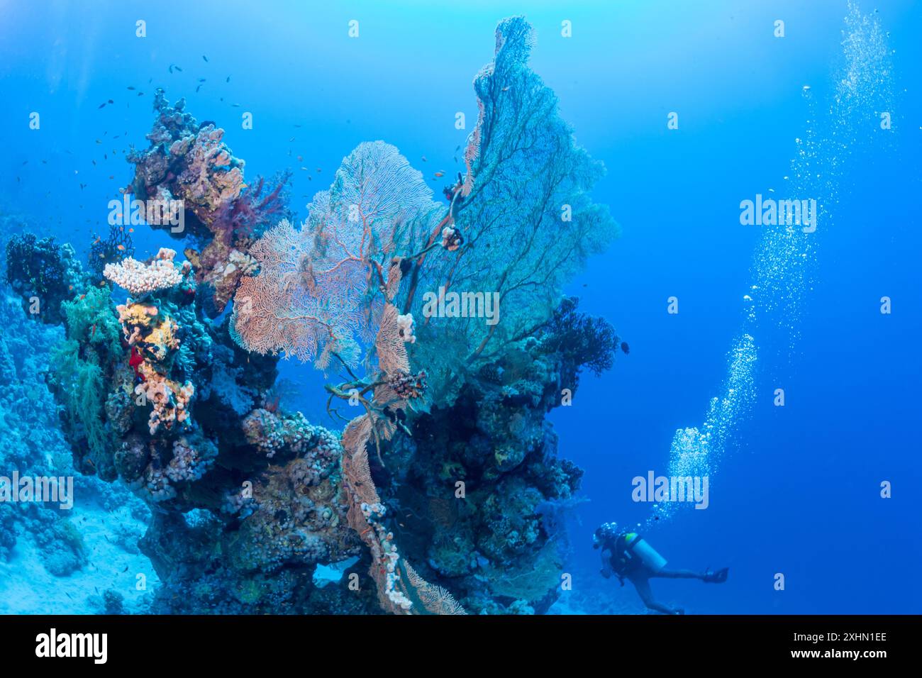 Egitto, Sharm El Sheikh, gorgoniana Foto Stock