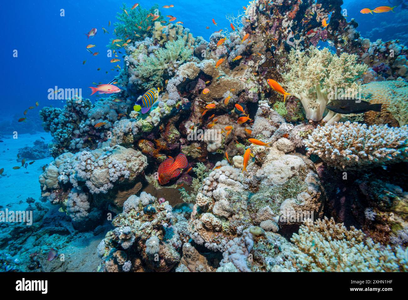 Egitto, Sharm El Sheikh, barriera corallina Foto Stock