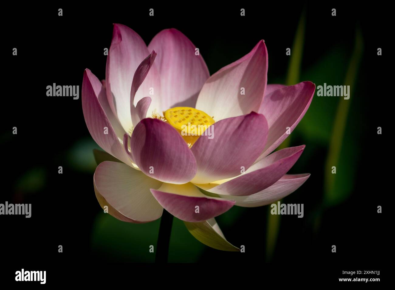 Royal Botanic Gardens of Victoria a Melbourne, Australia. Un bellissimo fiore di loto rosa, bianco e giallo nei giardini. Foto Stock