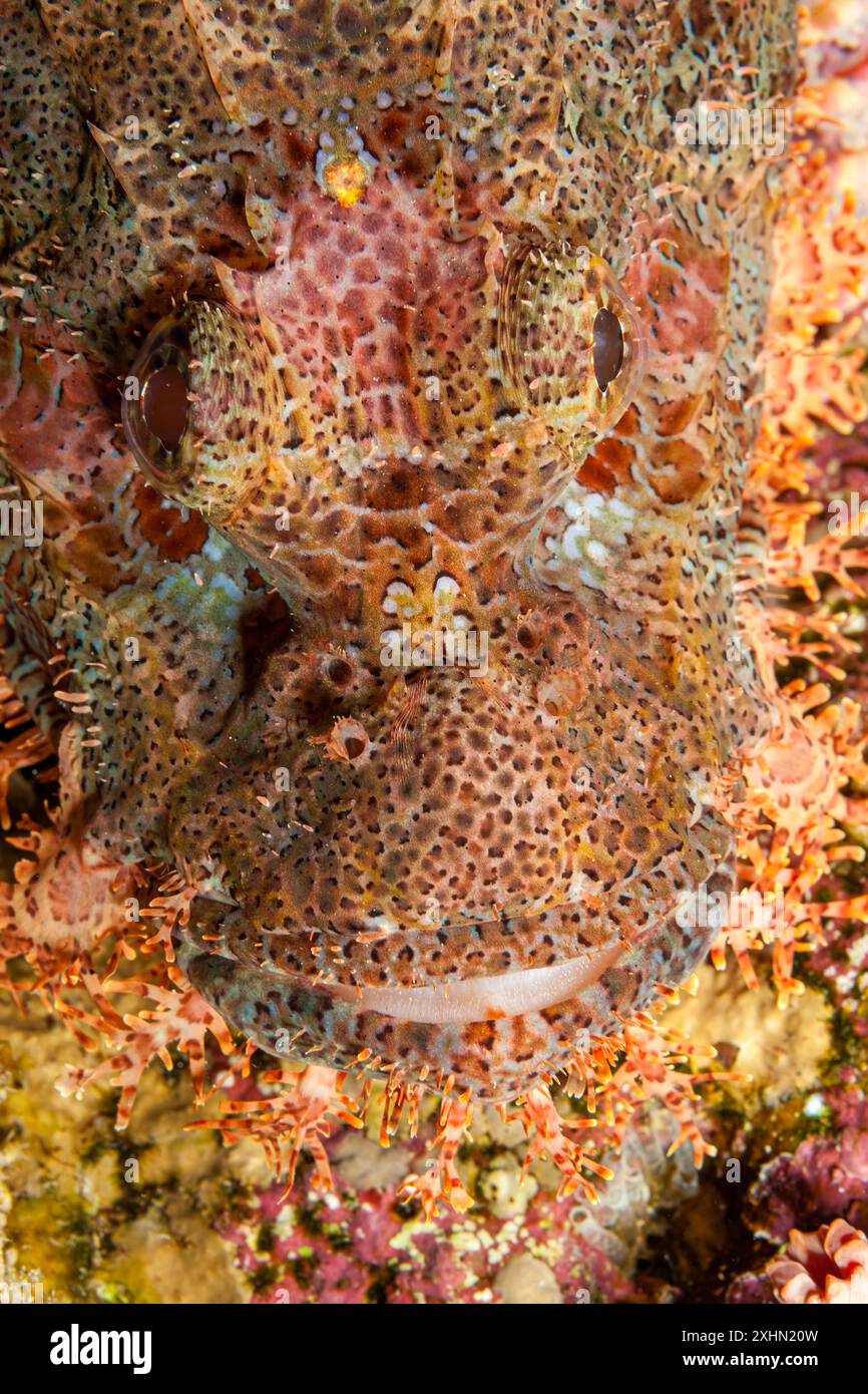 Egitto, Sharm El Sheikh, scorpione (Scorpaenidae, sp.) Foto Stock
