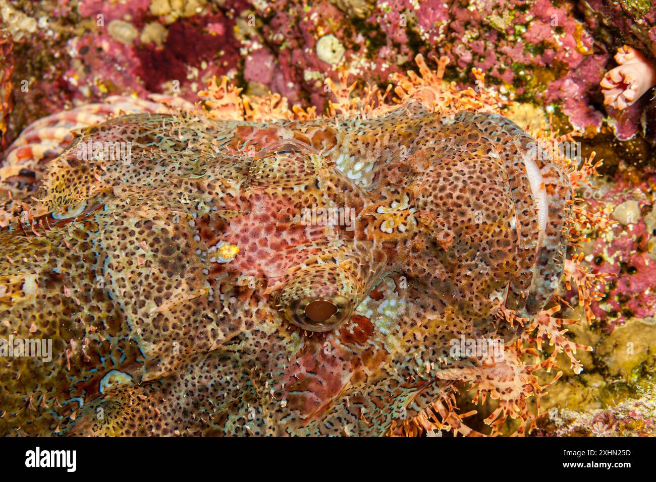 Egitto, Sharm El Sheikh, scorpione (Scorpaenidae, sp.) Foto Stock