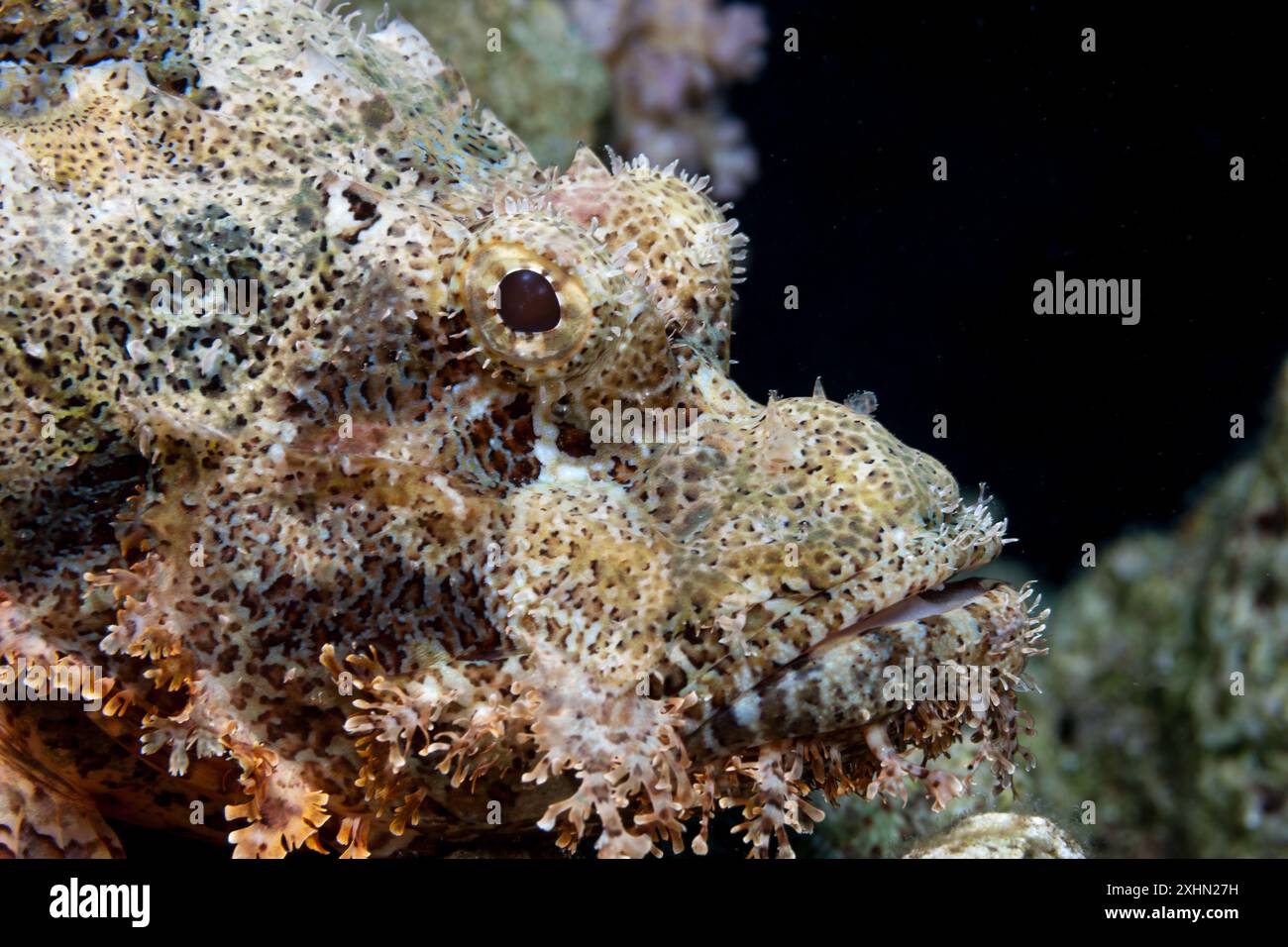 Egitto, Sharm El Sheikh, scorpione (Scorpaenidae, sp.) Foto Stock