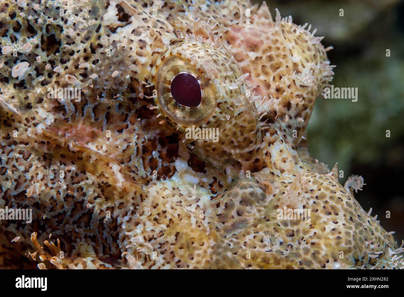 Egitto, Sharm El Sheikh, scorpione (Scorpaenidae, sp.) Foto Stock