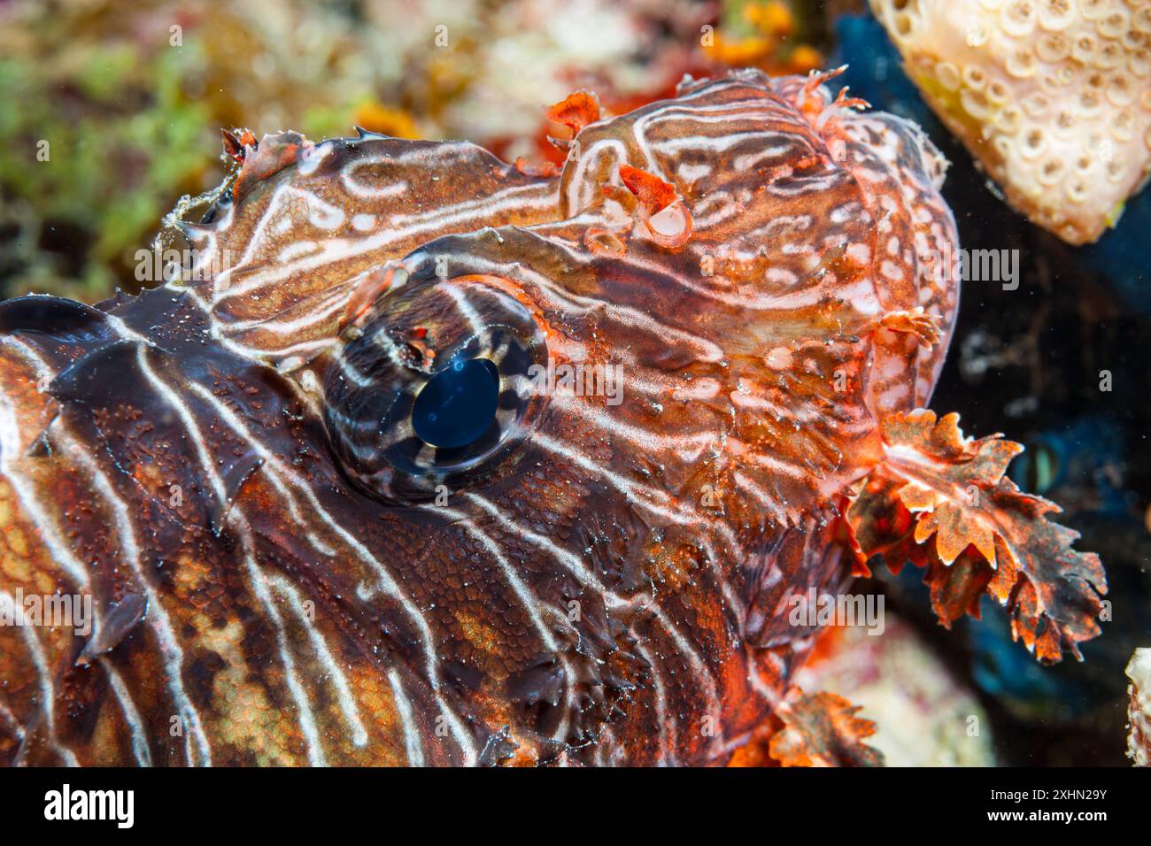 Egitto, Sharm El Sheikh, Lionfish (Pterois volitans) Foto Stock