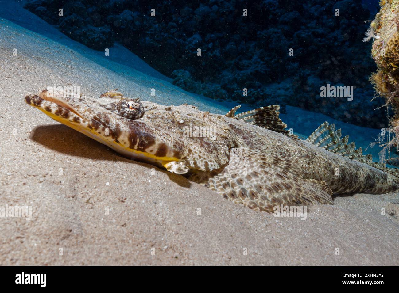 Egitto, Sharm El Sheikh, Crocodilefish (Cociella Crocodila) Foto Stock