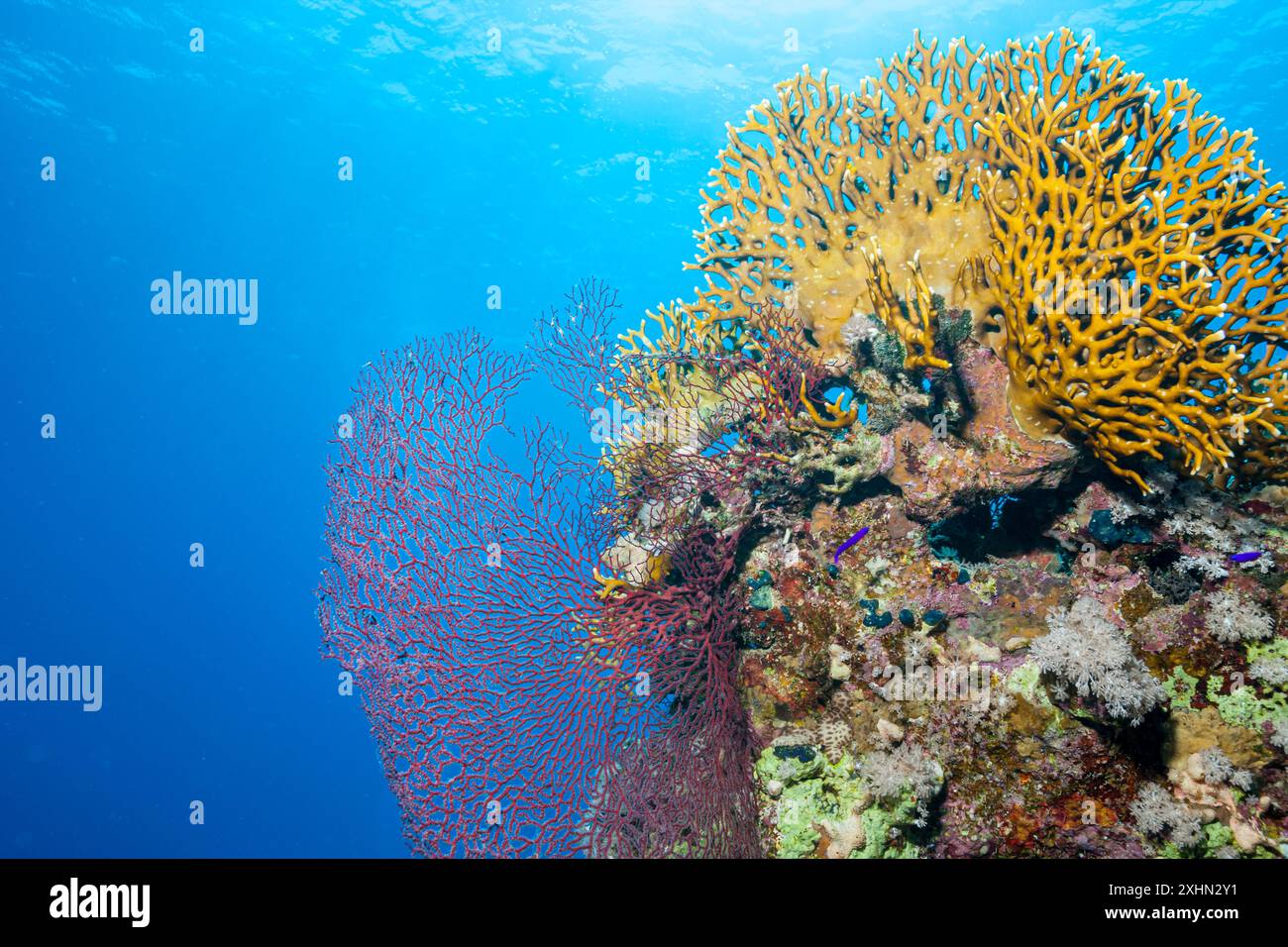 Egitto, Sharm El Sheikh, barriera corallina Foto Stock
