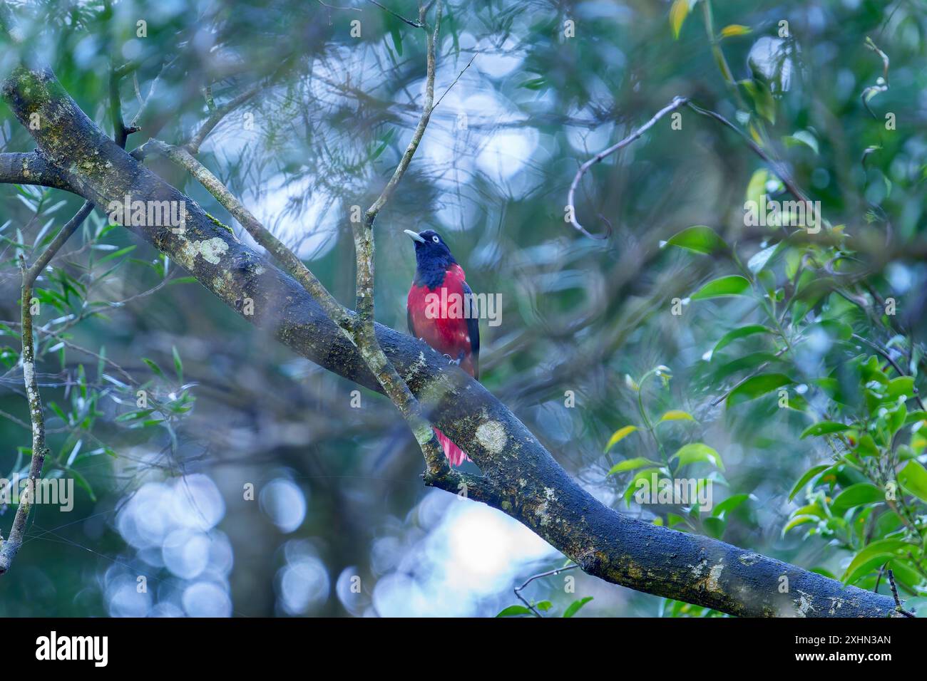 Maroon orioles maschio arroccato su un albero a Taiwan Foto Stock