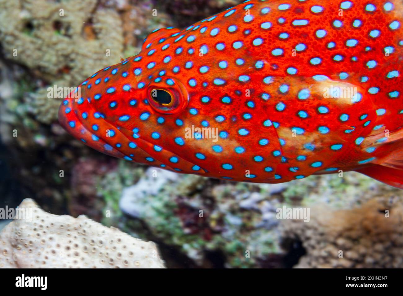 Egitto, Sharm El Sheikh, Coral Hind (Cephalopholis miniata) Foto Stock