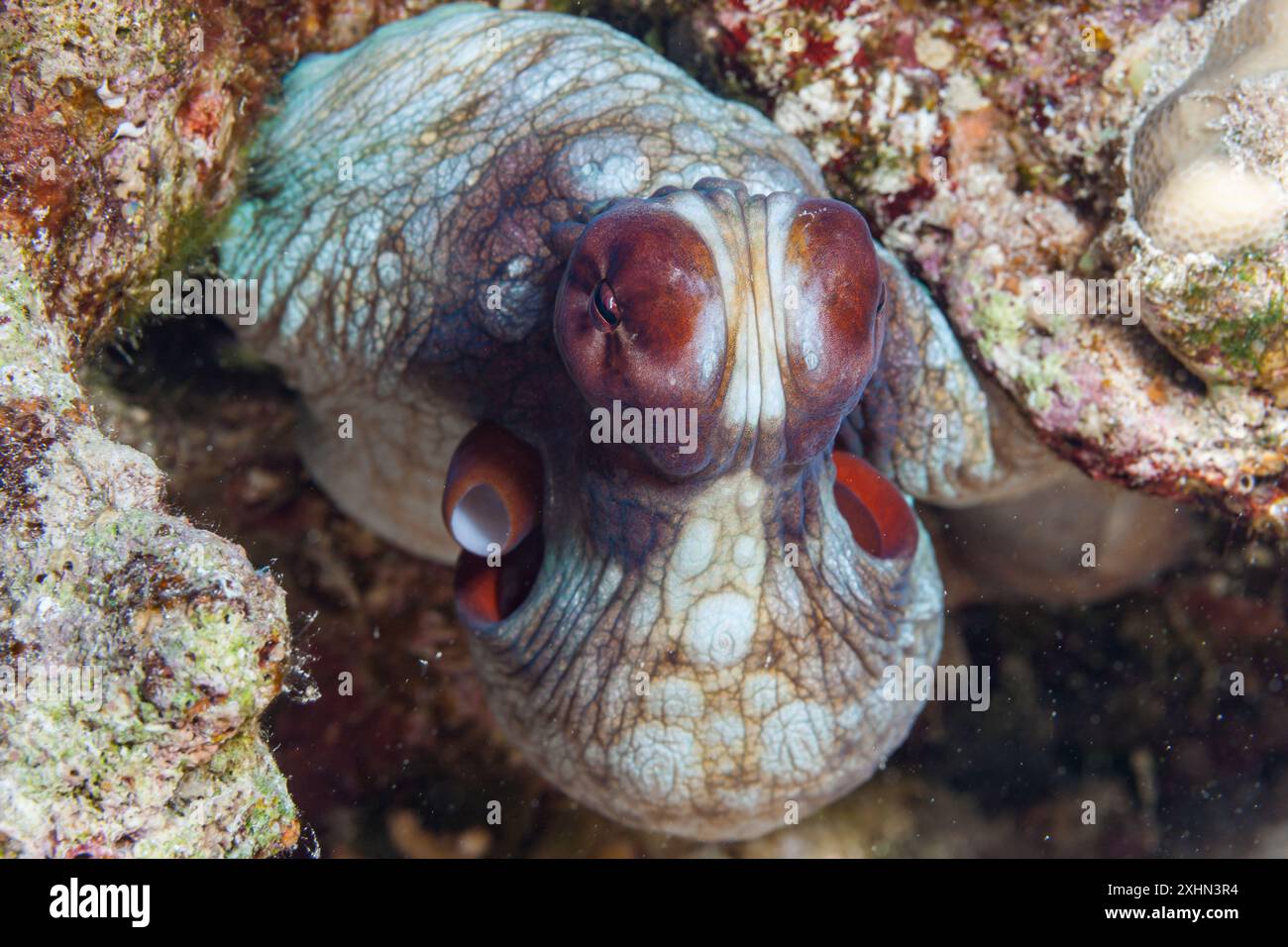 Egitto, Sharm El Sheikh, polpo comune (Octopus vulgaris) Foto Stock
