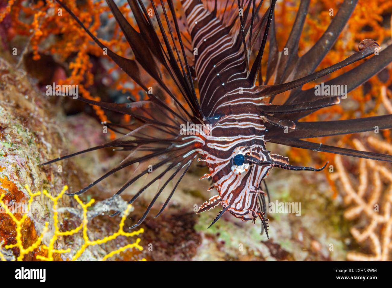 Egitto, Sharm El Sheikh, Lionfish (Pterois volitans) Foto Stock