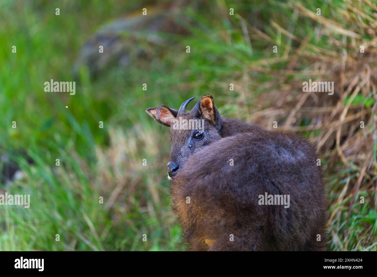 Taiwan Serow nella foresta di taiwan, bovid endemico Foto Stock